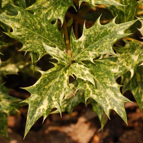  Osmanthus Heterophyllus Goshiki