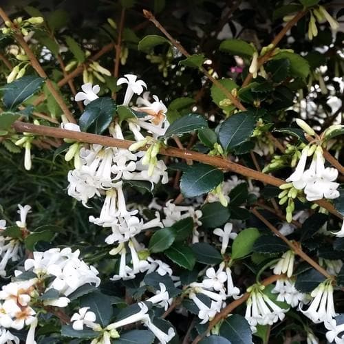  Osmanthus Delavayi