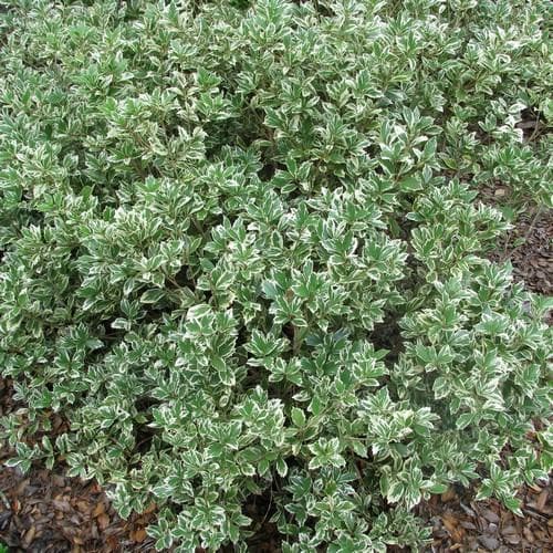  Osmanthus Heterophyllus Variegatus
