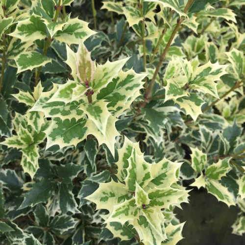 Osmanthus Heterophyllus Variegatus