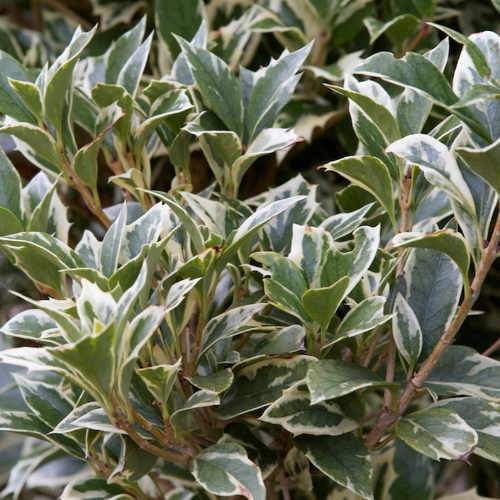  Osmanthus Heterophyllus Variegatus