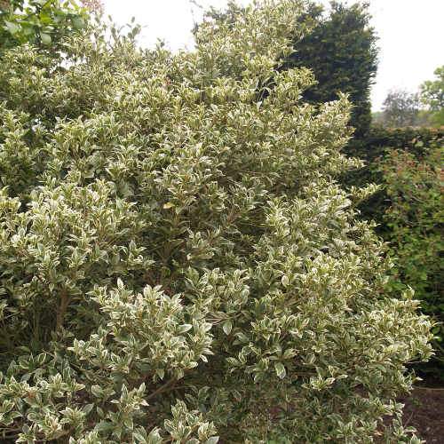  Osmanthus Heterophyllus Variegatus