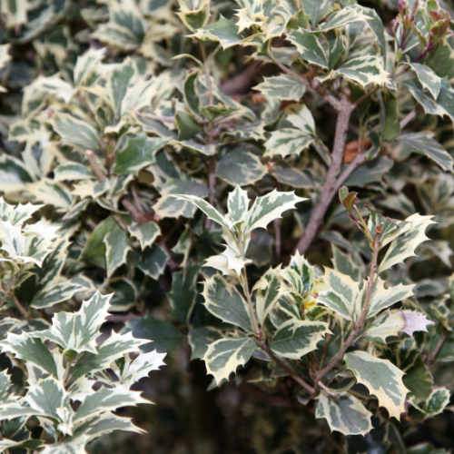  Osmanthus Heterophyllus Variegatus