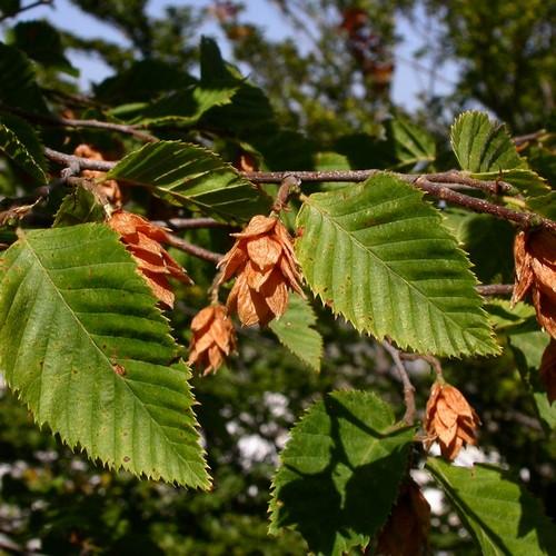  Ostrya Carpinifolia - Hop Hornbeam