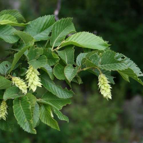  Ostrya Carpinifolia - Hop Hornbeam