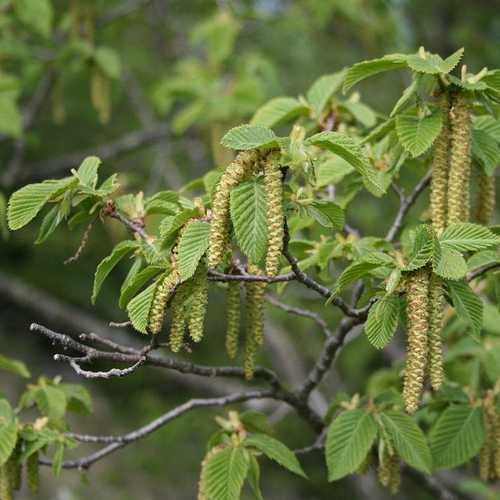  Ostrya Carpinifolia - Hop Hornbeam