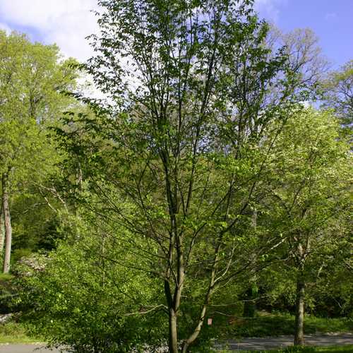 Ostrya Carpinifolia - Hop Hornbeam