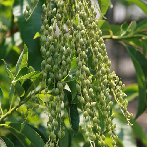  Oxydendrum Arboreum