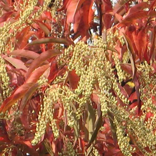  Oxydendrum Arboreum