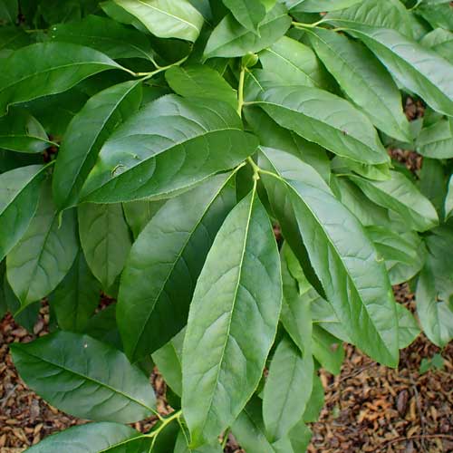  Oxydendrum Arboreum