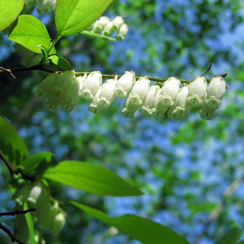  Oxydendrum Arboreum