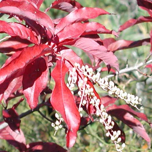  Oxydendrum Arboreum