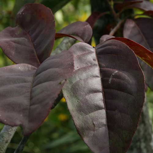  Oxydendrum Arboreum