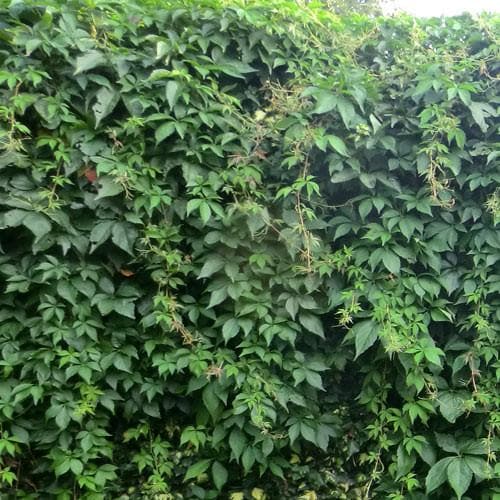  Parthenocissus Quinquefolia - Virginia Creeper