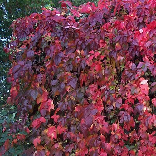  Parthenocissus Quinquefolia - Virginia Creeper