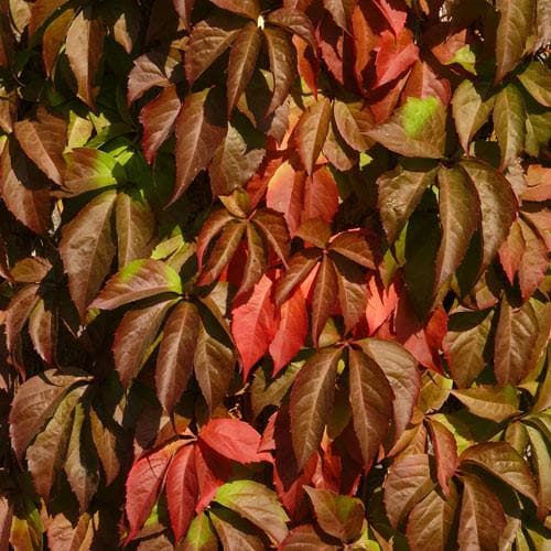  Parthenocissus Quinquefolia - Virginia Creeper