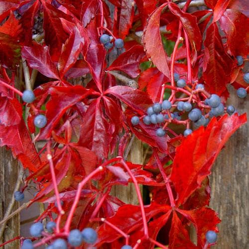  Parthenocissus Quinquefolia - Virginia Creeper
