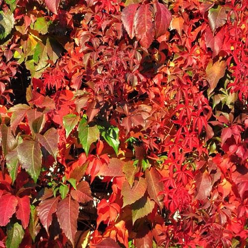  Parthenocissus Quinquefolia - Virginia Creeper