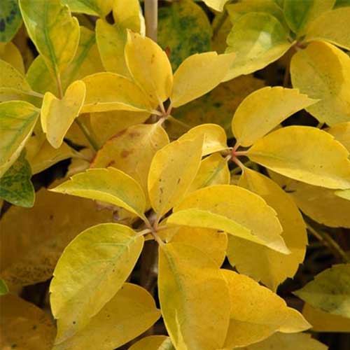  Parthenocissus Quinquefolia Yellow Wall