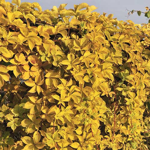  Parthenocissus Quinquefolia Yellow Wall