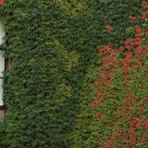  Parthenocissus Tricuspidata Veitchii - Boston Ivy