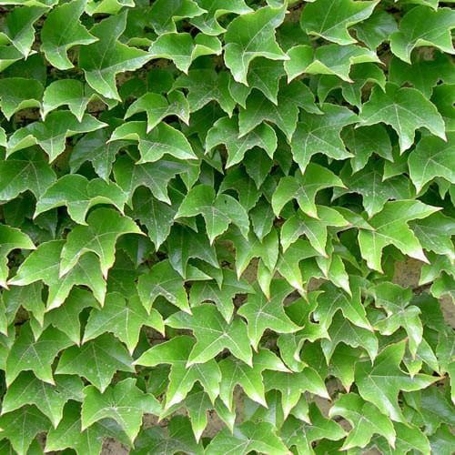  Parthenocissus Tricuspidata Veitchii - Boston Ivy