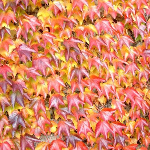  Parthenocissus Tricuspidata Veitchii - Boston Ivy