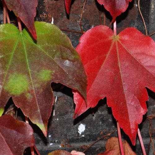  Parthenocissus Tricuspidata Veitchii - Boston Ivy