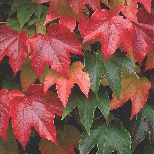  Parthenocissus Tricuspidata Veitchii - Boston Ivy
