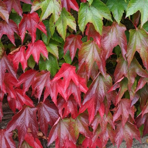  Parthenocissus Tricuspidata Veitchii - Boston Ivy