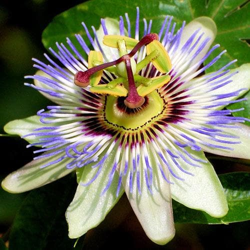  Passiflora Caerulea