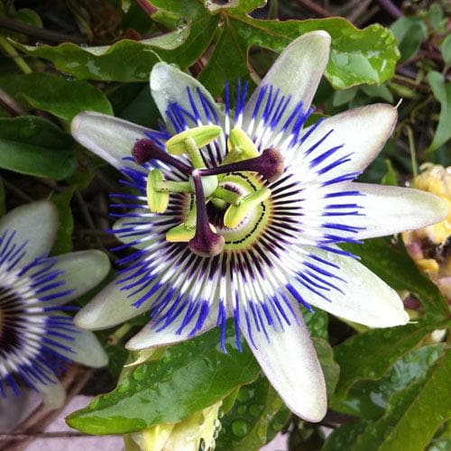  Passiflora Caerulea