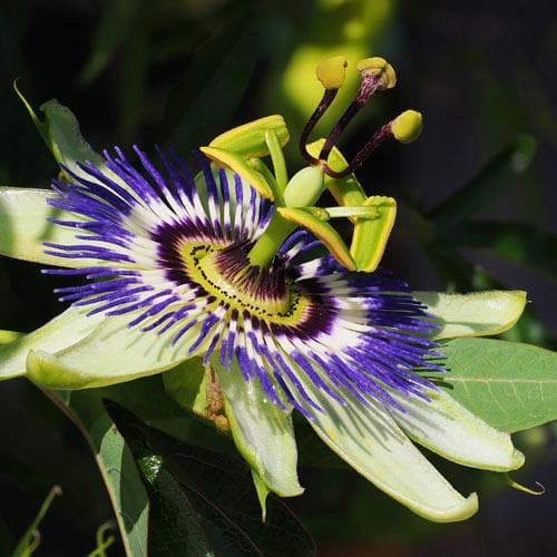  Passiflora Caerulea