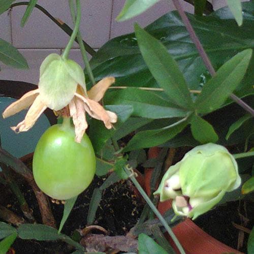  Passiflora Caerulea