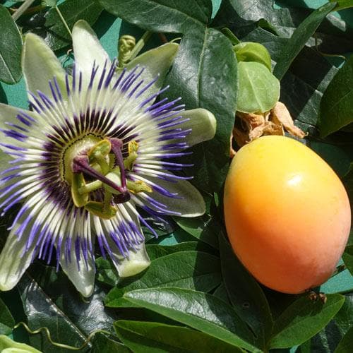  Passiflora Caerulea