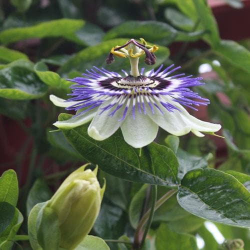  Passiflora Caerulea