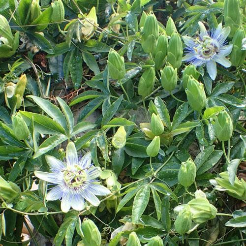  Passiflora Caerulea