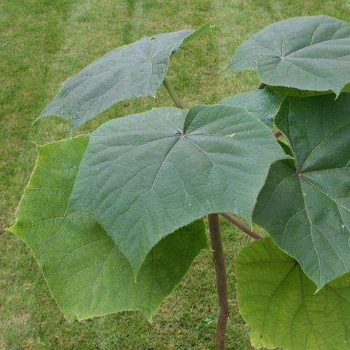  Paulownia Elongata