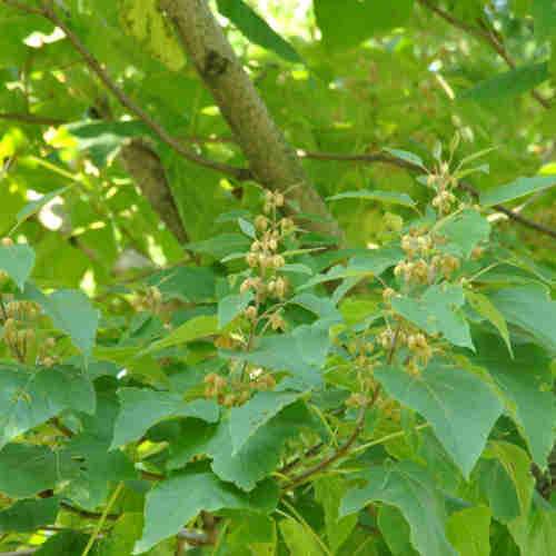  Paulownia Elongata