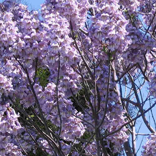  Paulownia Elongata