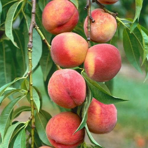  Peach Amsden