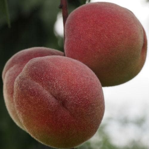 Peach Peregrine