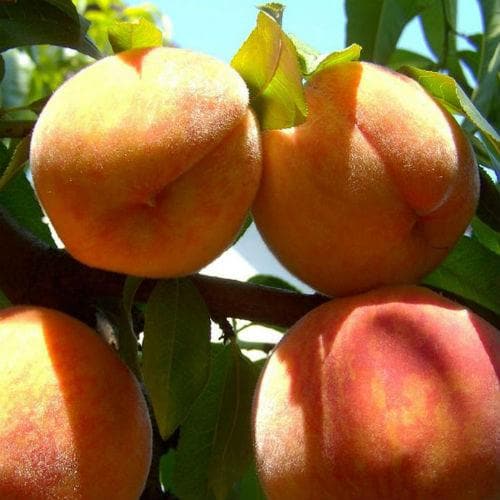  Peach Peregrine