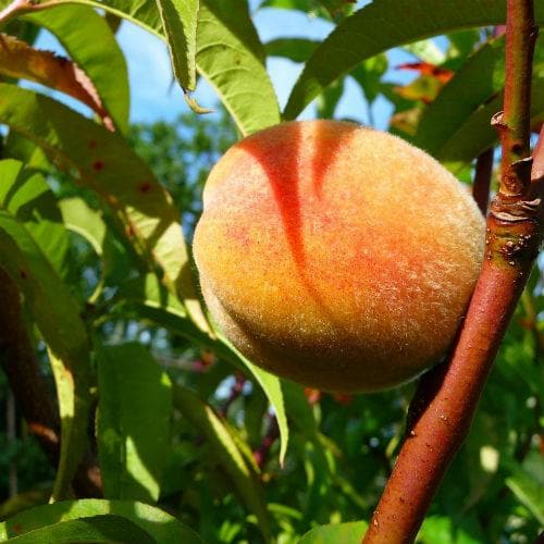  Peach Rochester