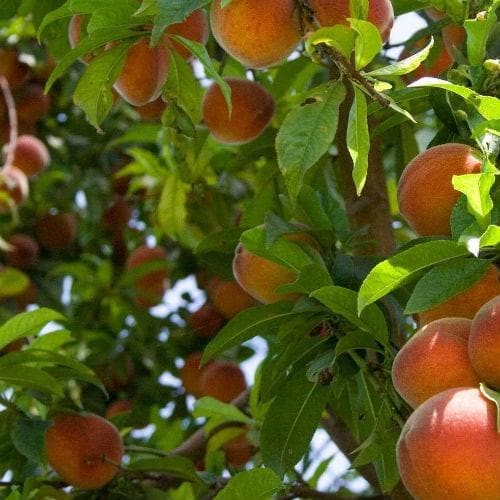  Peach Rochester