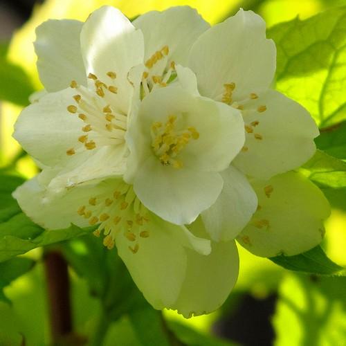  Philadelphus Coronarius Aureus