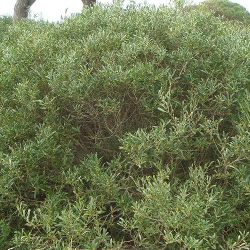  Phillyrea Angustifolia