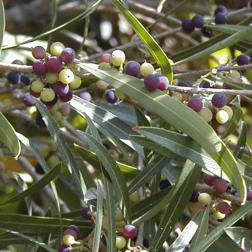  Phillyrea Angustifolia