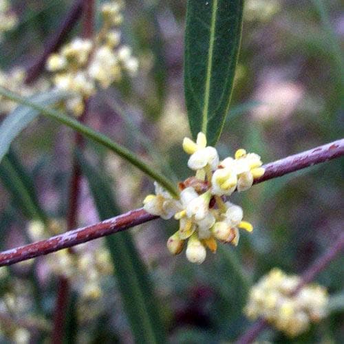  Phillyrea Angustifolia