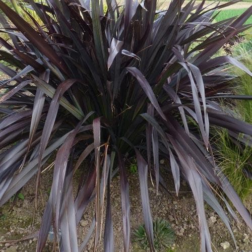  Phormium Platt’s Black
